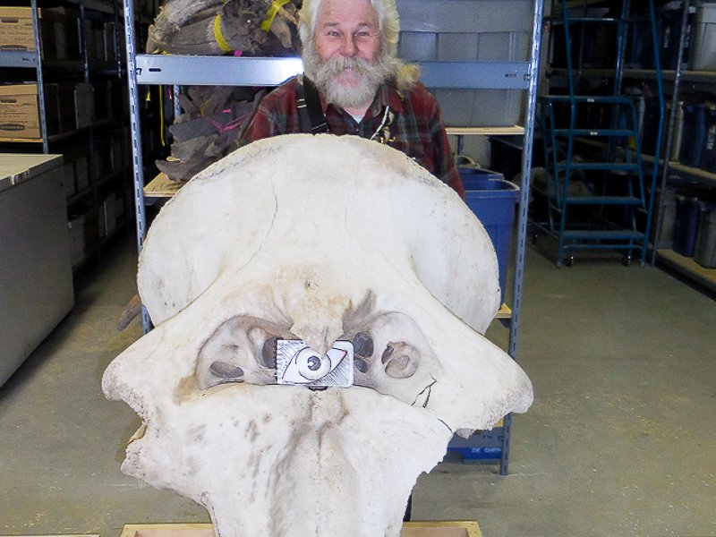 Reflections - Mammoth Imbecility